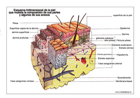 La Piel Apuntes Biologia Foros De Educación Y Ayuda Tareas