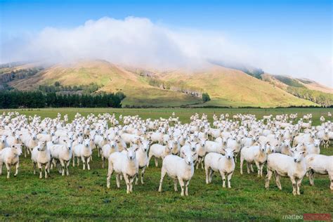 Matteo Colombo Travel Photography Flock Of Sheep Canterbury New