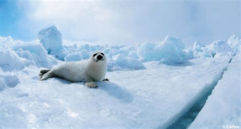 Four Arctic Animals To Appreciate This Winter Ocean