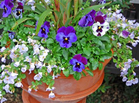 Art In The Garden Pansy Love Pansies Container Gardening Flower