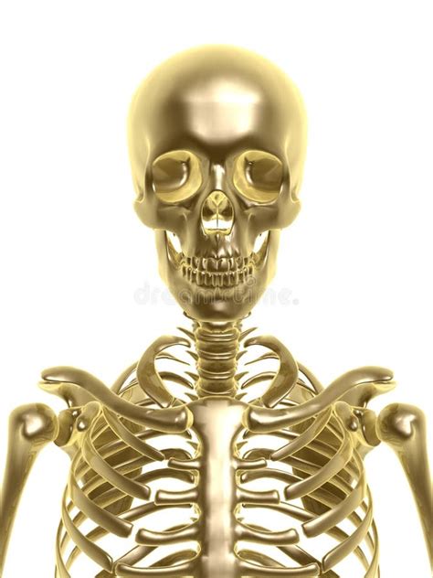 Golden Skeleton Stock Photos Image 15203853