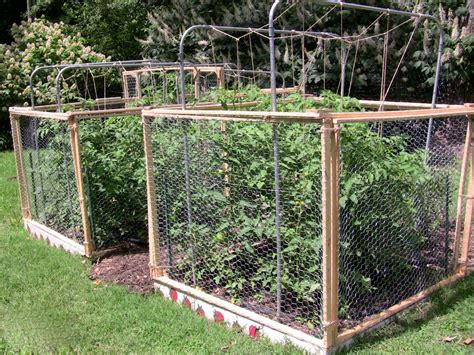 You'll need a variety of techniques and some luck to win the battle with these varmints. Caged tomatoes | June 14: I've battled squirrels for the ...