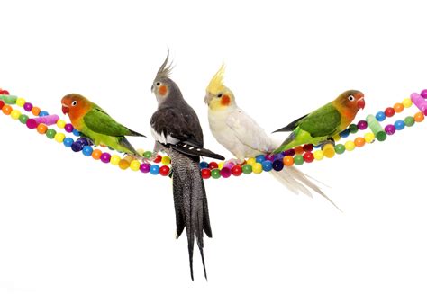 1242690 Hd Parrots On A Branch Rare Gallery Hd Wallpapers