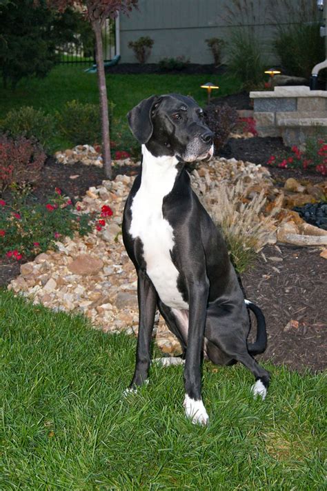 Aw Looks Like My Maggie Great Dane Dogs Great Dane Mantle