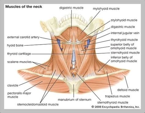 Human Anatomy Clavicle Anatomy System Human Body Anatomy Diagram