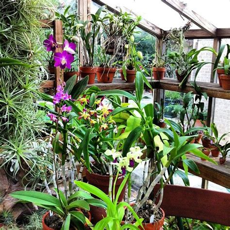Creating Your Own Orchid Greenhouse A Step By Step Guide