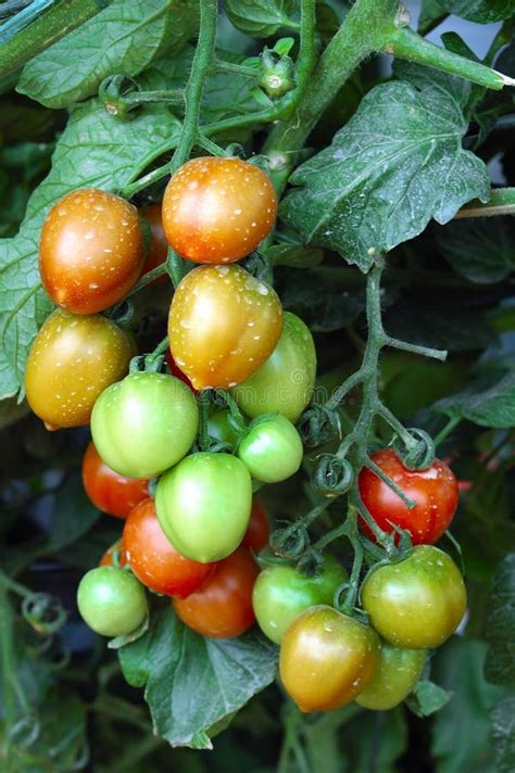 Tomatoes In Vegetable Garden Stock Image Image Of Summer Nourishment