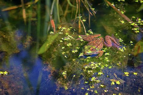 Green Frog In The Pond Photograph By Rick Berk Pixels