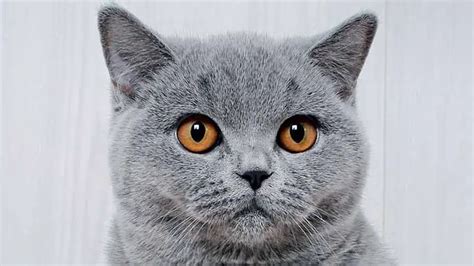 Blue British Shorthair Breed Information Kitten Cat Mart