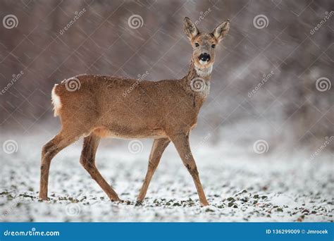 Roe Deer Capreolus Capreolus Doe In Wintertime During A Snowfall