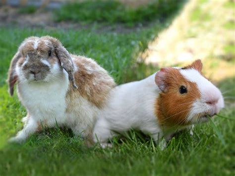 Guinea Pigs And Rabbits As Pets Comparison And Contrast Uk Pets