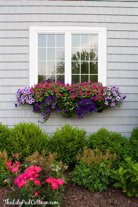 Window Planter Box Flowers Best Flower Site
