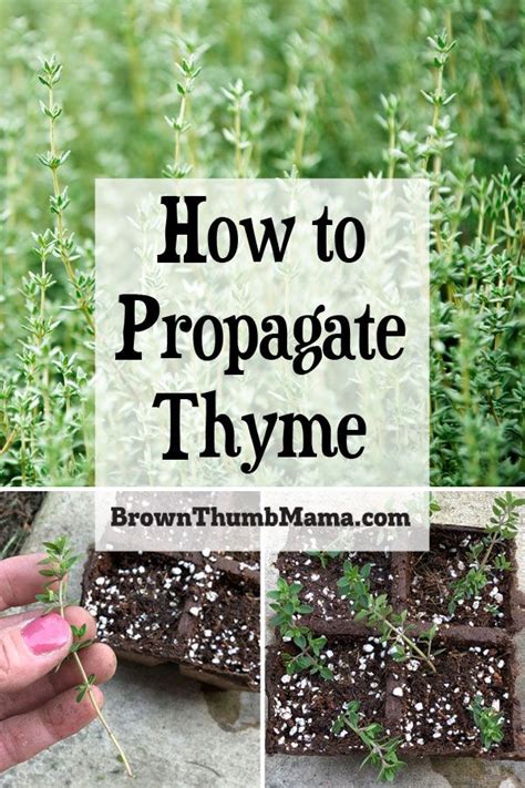 How To Propagate Thyme Growing Thyme Thyme Plant Organic Gardening Tips