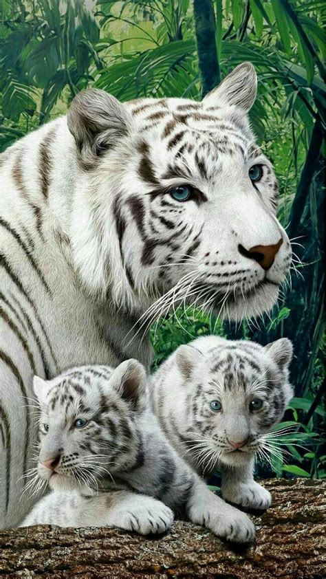 White Tiger Cub Korea Korea Pinterest Animales Tigres Blancos Y