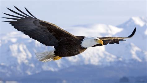 Bald Eagle In Mid Air Flight Over Homer Spit Kenai Peninsula Alaska