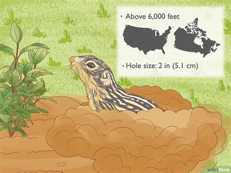 How To Identify Burrowing Animal Holes 13 Common Diggers