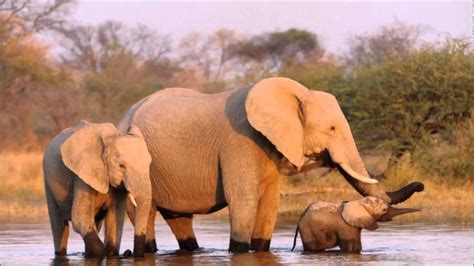 Elefante Características Hábitat Especies Alimentación Y Su Peso