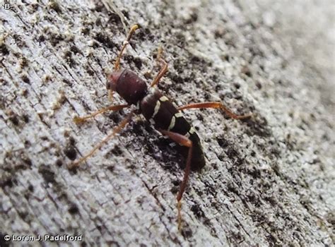 This year we're taking a little different tack by providing some engaging content…especially if you're one of those people who enjoys brain. RED-HEADED ASH BORER - Fontenelle Forest Nature Search ...
