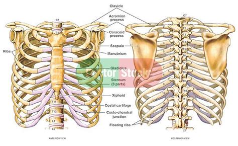 The human rib cage is made up of 12 paired rib bones; Image result for scapula and rib anatomy | Anatomy bones ...