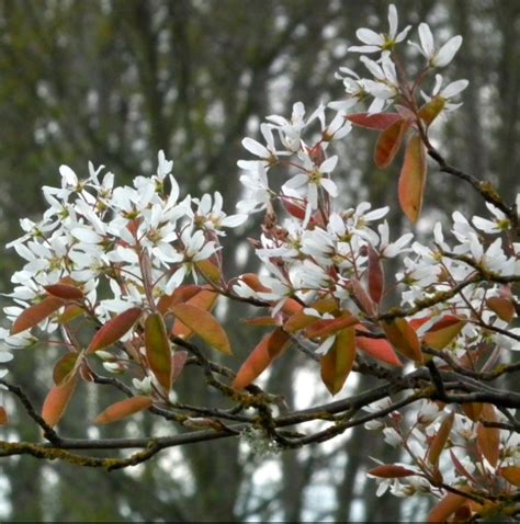 Pyrus calleryana, or the callery pear, is a species of pear tree native to china and vietnam, in the family rosaceae.it is most commonly known for its cultivar 'bradford', widely planted throughout the united states and increasingly regarded as an invasive species. 100+ Tree With White Flowers That Smell Good - Home and ...