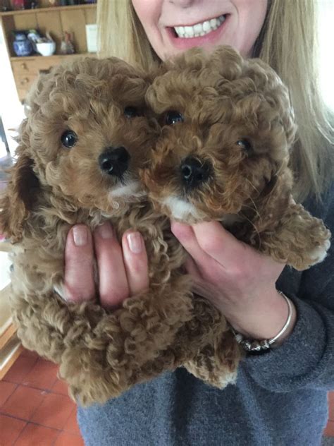 Attachment loving pets they are amazing. Beautiful Apricot cavapoo puppies | Whitchurch, Shropshire ...