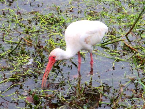 Cannundrums American White Ibis