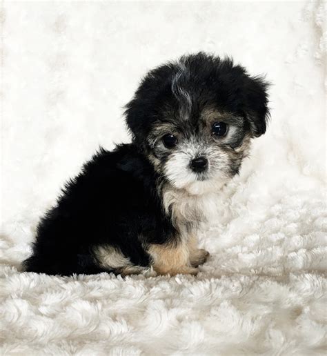 buy teacup morkie puppy california breeder prince iheartteacups