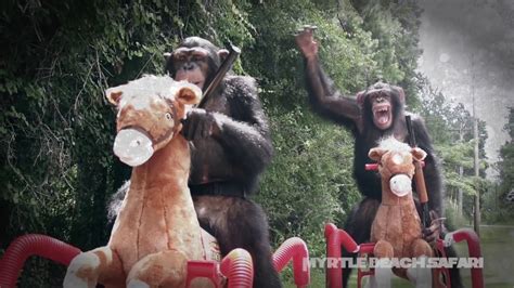 Chimpanzees Watch And Play War For The Planet Of The Apes Myrtle Beach Safari Youtube