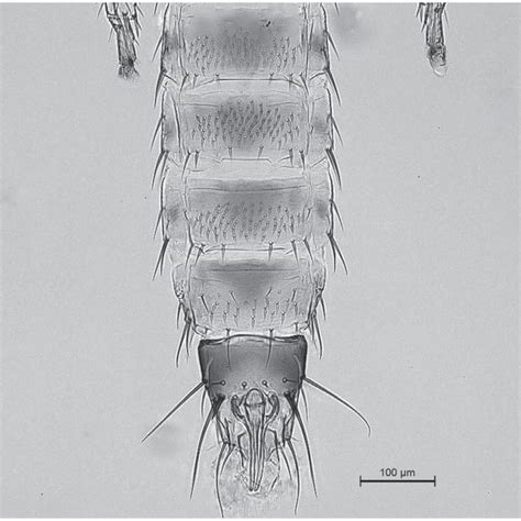 Pdf Megalurothrips Distalis Thysanoptera Thripidae Breeding In The