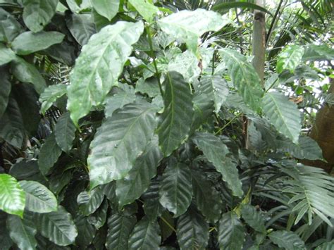 Coffee Coffea Arabica Leaves Feedipedia