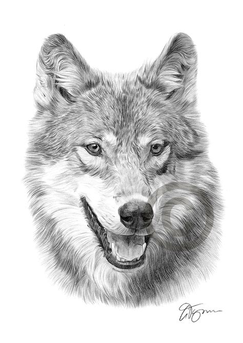 Wolf Pencil Drawing Artwork Print A3 A4 Sizes Signed By Uk Artist Ebay