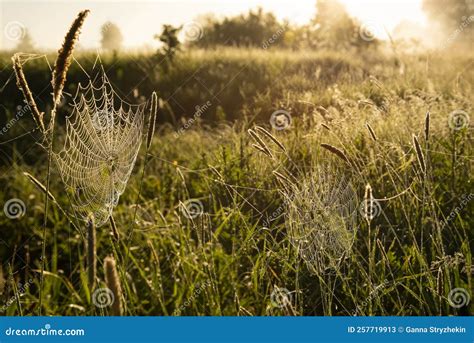 Beautiful Landscape In The Early Summer Spring Morning Cobwebs In A