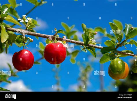 Fruta Conhecida Como Cereja Das Antilhas