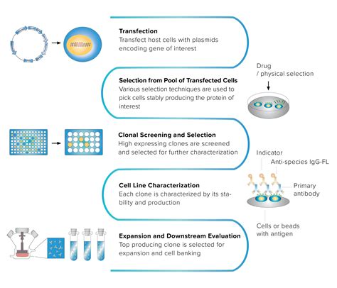 Stable Cell Line Development Promab