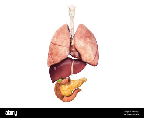 Polmoni Fegato Pancreas Colecisti Cuore Vista In Sezione Di Un