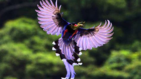 Райские Птицы Фото Красивые Telegraph