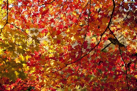 Tapety Zdjęcia Jesień Kolorowe Klon Gałęzie Drzewo Liście