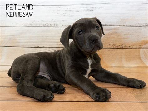 Collection by tina 父 harvey. Cane Corso-DOG-Female-Blue-2240323-Petland Kennesaw