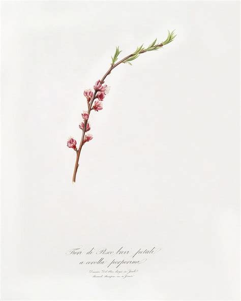 A Branch With Pink Flowers Is Shown Against A White Background That Says There Are Only One