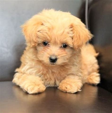 The cavapoo is a mixed breed dog — a cross between the cavalier king charles spaniel and poodle dog breeds. Pomeranian poodle - 15 free online ... (With images) | Pomeranian mix, American eskimo dog ...