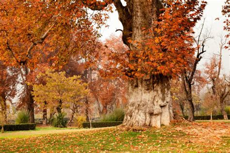 Places To Visit In Autumn In India Times Of India Travel