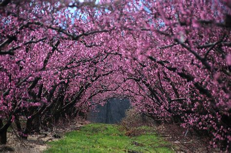 Wallpaper Trees Landscape Grass Sky Plants Branch Cherry Blossom Pink Path Spring