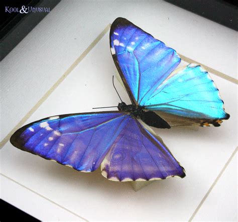 Blue Morpho Butterfly Specimen For Study Biological
