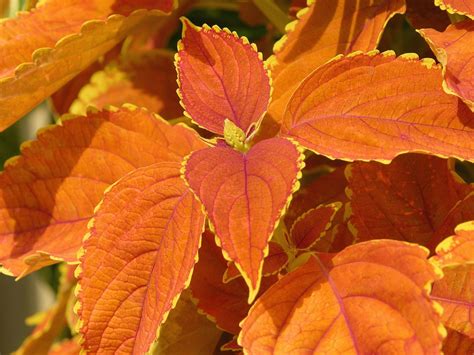 Coleus ‘rustic Orange Tall Orange Plant Shade Plants Shade Plants