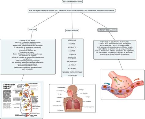 Morfofisiologia Del Sistema Respiratorio Terapia Respiratoria