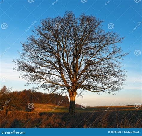 Morning With Tree Editorial Photography Image Of Blue 68994672