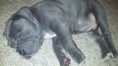 These dogs are descended from the ancient molosser. Neapolitan Mastiff Puppies For Sale | Petersburg, PA #254513