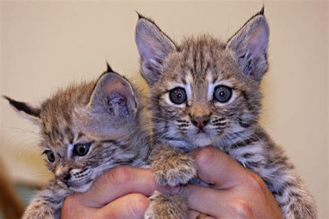 Well you're in luck, because here they come. Bobcats kittens For Sale - Exotic Animals For Sale