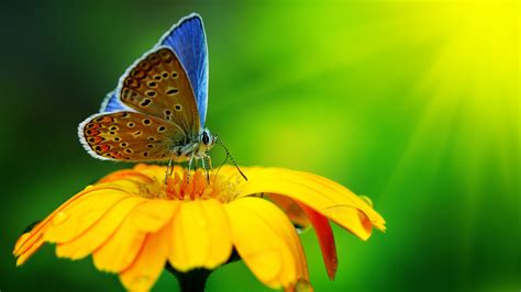 Wallpaper Butterfly Insects Flowers Glass Nature Garden Animals
