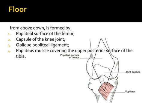 The Popliteal Fossa Anatomy Ppt